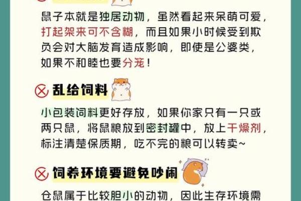 仓鼠怎么养：新手指南与日常护理技巧